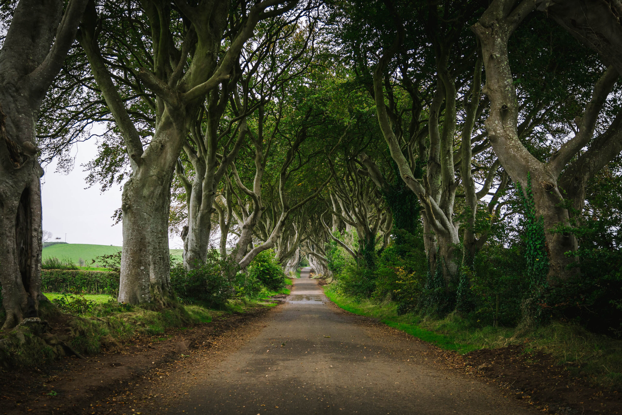 View of the Dark Hedges, located in Northern Ireland.